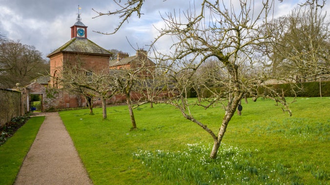Snowdrops emerging underneath the apple trees in the orchard at Acorn Bank